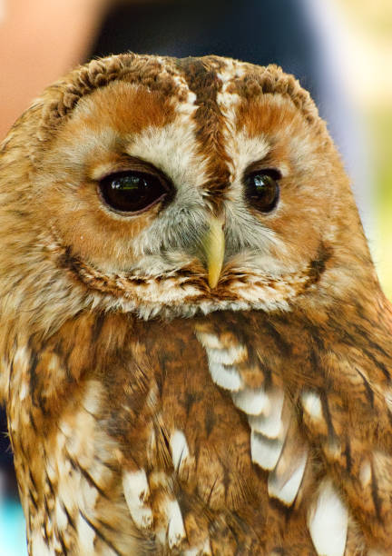 istock Tawny Owl at the British Wildlife Centre 2156537943