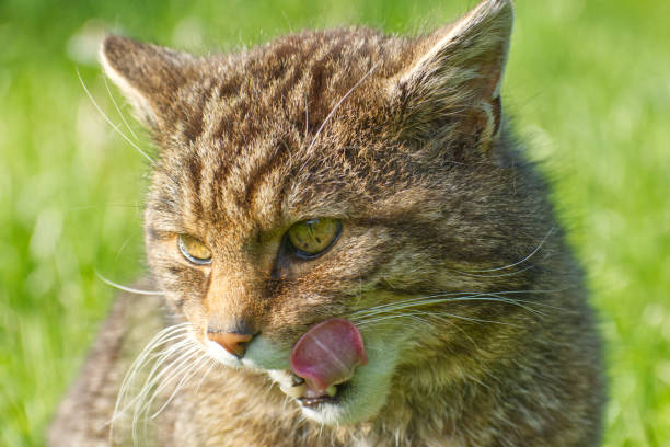 Close up of a Scottish Wildcat licking its mouth in a grassy field