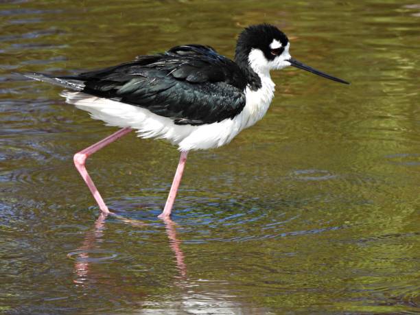 istock Black-necked Stilt (Himantopus mexicanus) -      walking in the wetlands 2156537952
