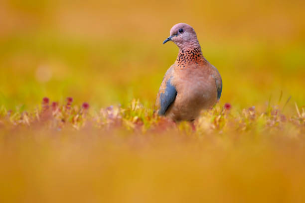 istock Spring and dove. Bird: Laughing Dove. Spilopelia senegalensis. 2156537977
