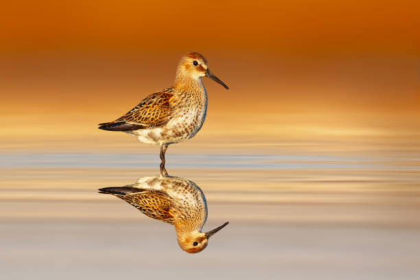 istock Ruff. Water bird. Colorful nature background. 2156538122