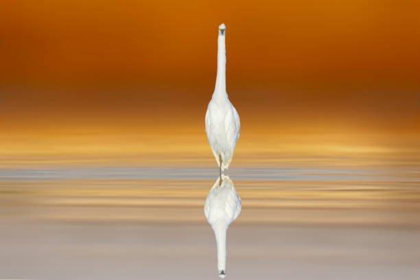 Wildlife photography.