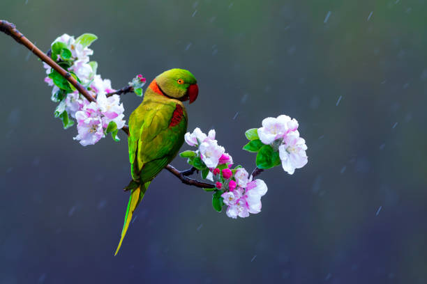 Green parrot perched on a tree with spring flowers in bloom. Nature background.