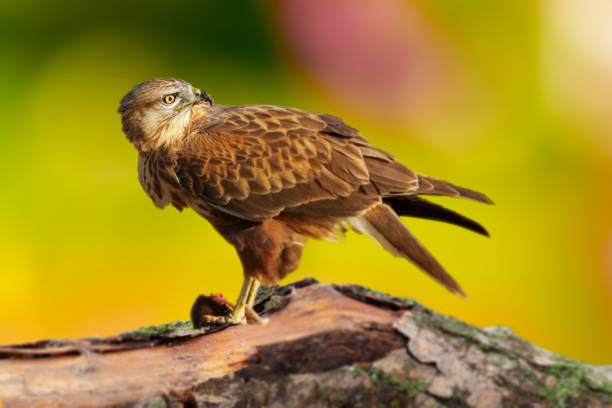 istock Bird of prey. Buzzard. Colorful nature bacground. 2156539087