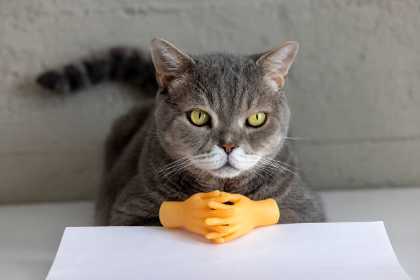 Beautiful gray short hair british cat. Close-up. Toy Tiny Hands