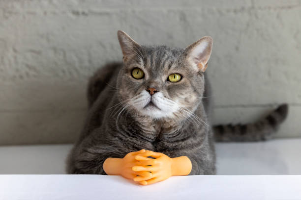 Beautiful gray short hair british cat. Close-up. Toy Tiny Hands