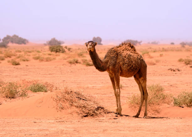 A wild dromedary camel  in the sahara desert turns his head with a hazy blue sky in the background;