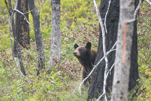 Mother bear keeping watched over her cubs nearby in Alberta, Canada,