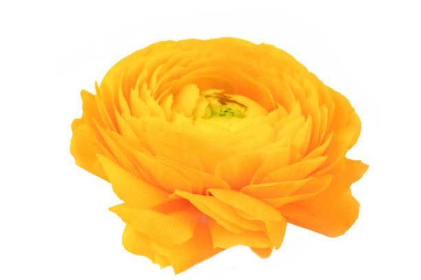 Ranunculus asiaticus, Persian buttercup yellow color