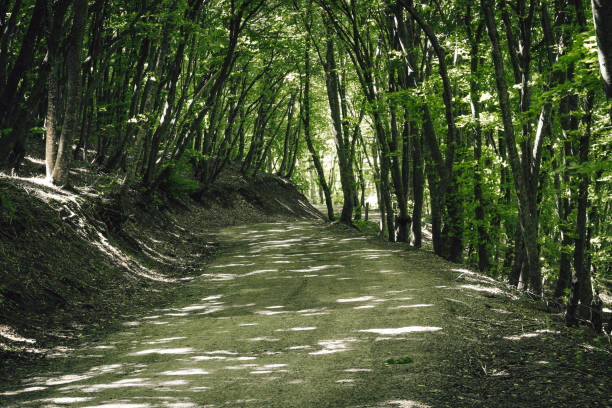 The road in green forest , Udzo forest,  Kojori,  Georgia