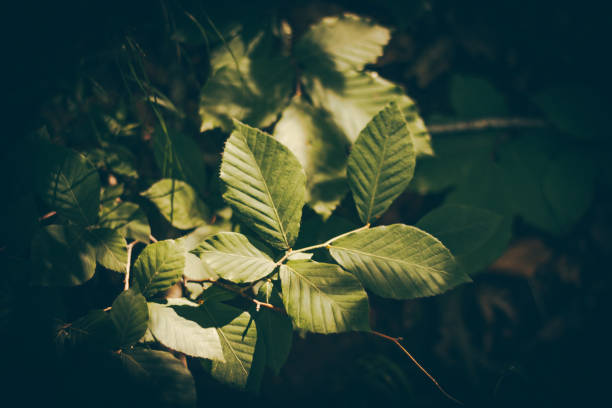 Close-up photograph of a beech tree branch with fresh green leaves growing in the forest.
