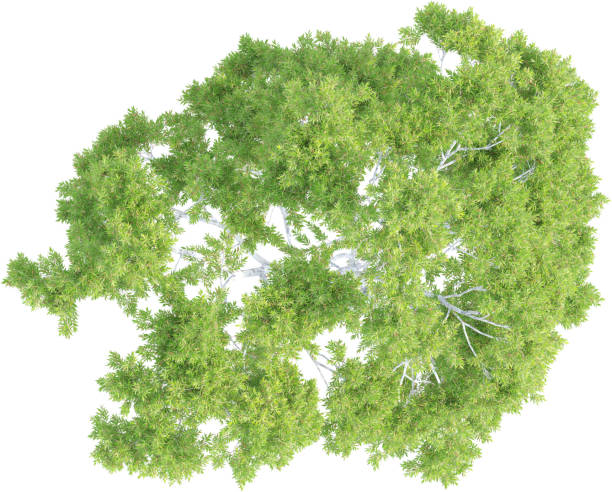 istock Top view of Corymbia Citriodora Tree 2156545403