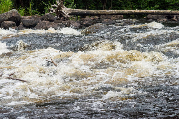 istock a fast river with rapids on the background of a wild forest 2156545839