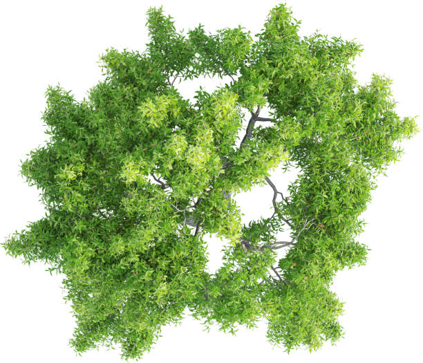 istock Top view of Corymbia Ficifolia Tree 2156545890