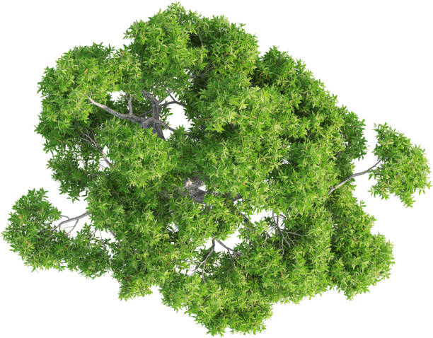 istock Top view of Corymbia Ficifolia Tree 2156545893