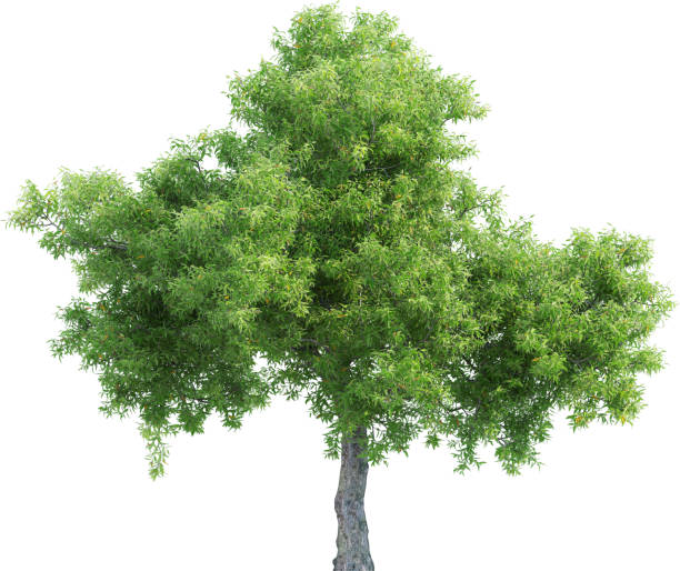 istock Side view of Corymbia Ficifolia Tree 2156546044