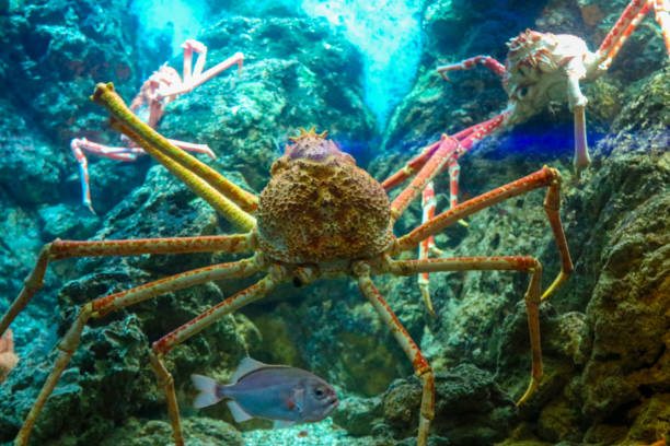 istock Red crab inside an aquarium in Chicago Illinois 2156546707