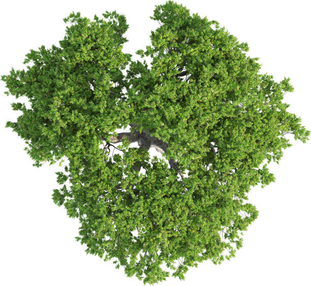 istock Top view of Corymbia Ficifolia Tree 2156546777