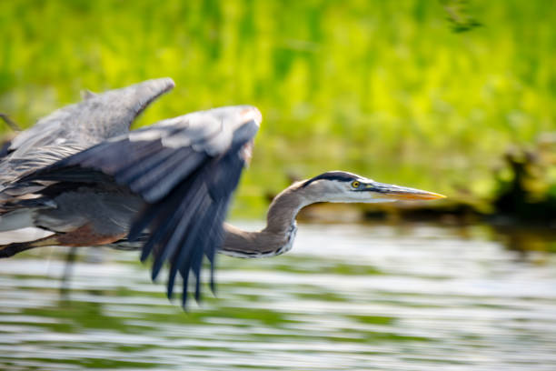 istock A great blue heron in flight with head and wings. 2156546971