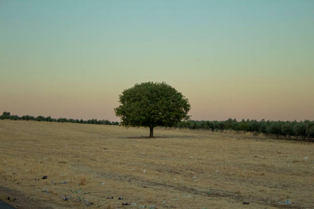 A tree standing in the middle of a field, with other trees in the background at twilight.