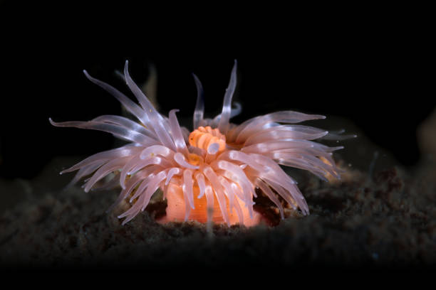 istock White Sea anemone from Norway 2156547258