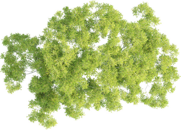 istock Top view of Corymbia Aparrerinja Tree 2156548593