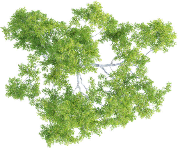 istock Top view of Corymbia Citriodora Tree 2156549084