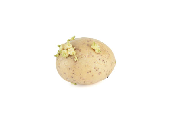 Sprouted potato with green buds isolated on white background. Agriculture and gardening concept.