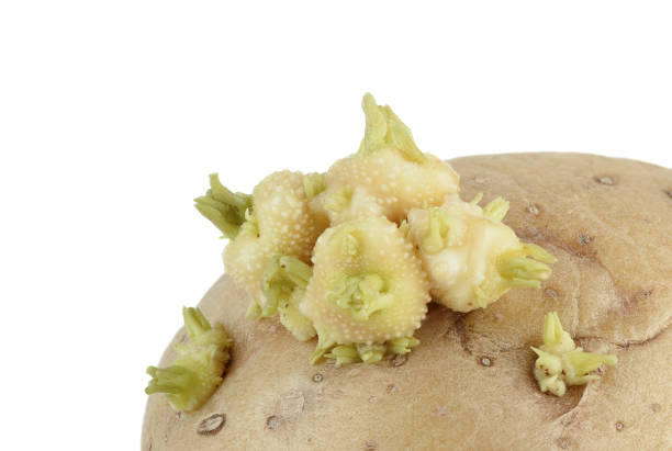 Macrophotograph of sprouts on potato tuber, white background. Copy space.