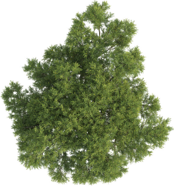 istock Top view of Olive Tree - Olea Europaea 2156550722