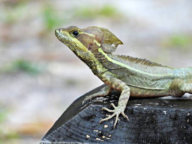 istock Jesus Christ Lizard (Basiliscus basiliscus) resting on a wood post 2156551326