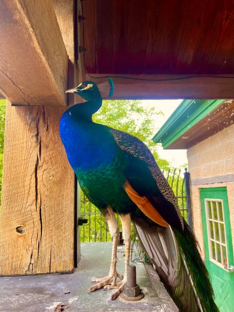 istock Peacock! A very beautiful peacock bird. A bird with a big tail 2156552055