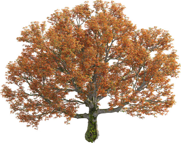 istock Side view of Acer Platanoides Tree with autumn leaves 2156552302