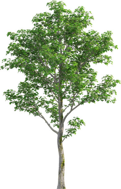istock Side view of Acer Platanoides Tree 2156553217