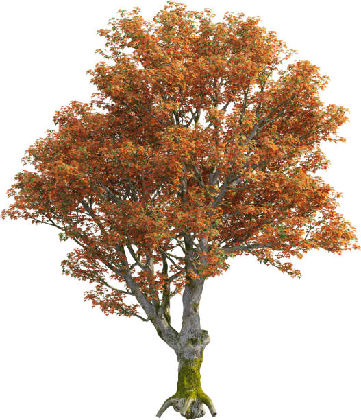 istock Side view of Acer Platanoides Tree with autumn leaves 2156553291