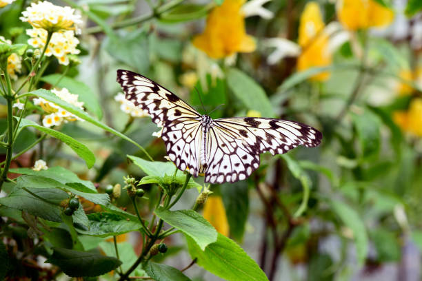 istock Lovely large black and white the paper kite butterfly 2156553832