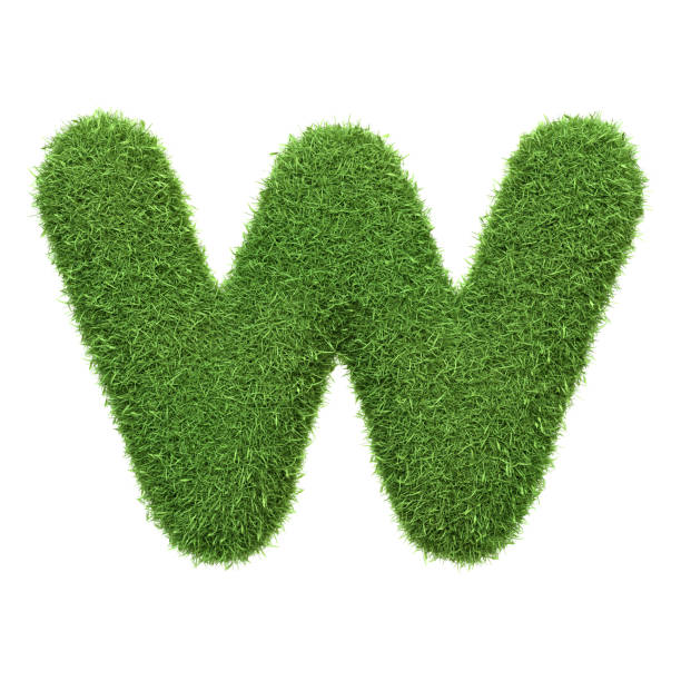 Capital letter W shaped from lush green grass, isolated on a white background. Front view. 3D render illustration