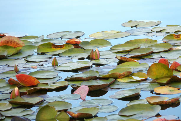 istock Beautiful water lily flowers on lake surface 2156557638