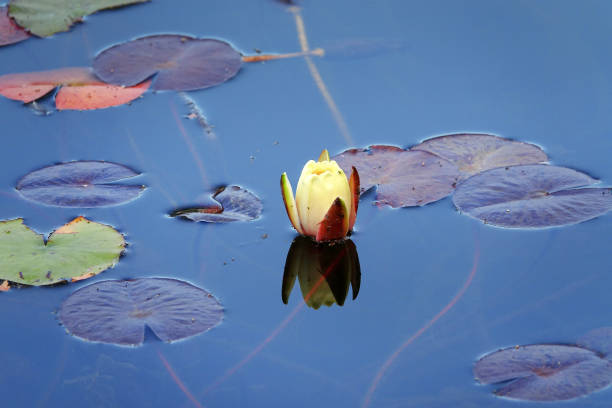 istock Beautiful water lily flower 2156557678