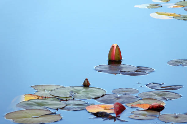 Water lily flowers in lake at Abant National Park,Turkey