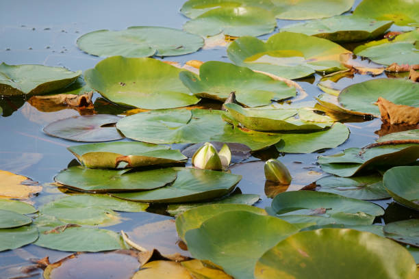 Water lily flowers in lake at Abant National Park,Turkey