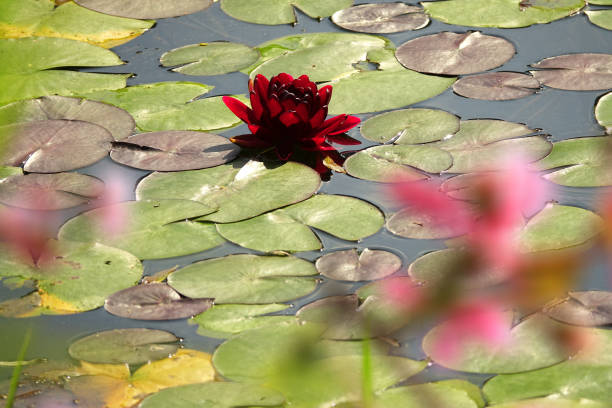 Water lily flowers in lake at Abant National Park,Turkey