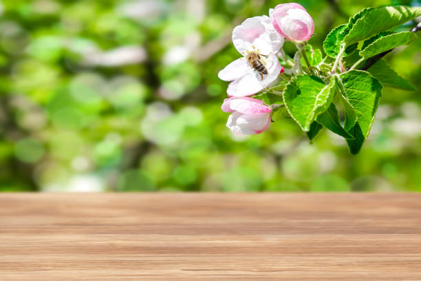 istock Empty wooden table,blurred bokeh abstract bumblebee picking nectar white pink flower garden nature background. tree branches.mockup template design concept 2156558096