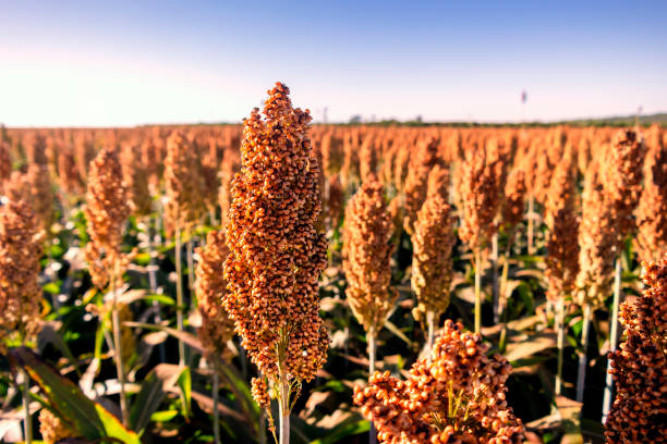 Sorgo Granífero BRS 3002: Produtividade de até 6 mil kg/ha. Sorgo Granífero BRS 3002: Produtividade de até 6 mil kg/ha.
