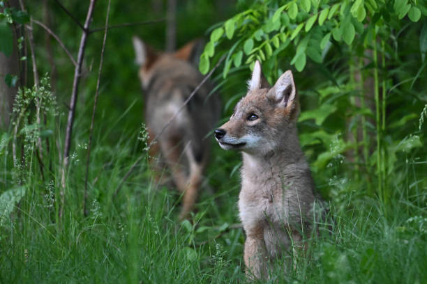Urban Wildlife cute Coyote pups