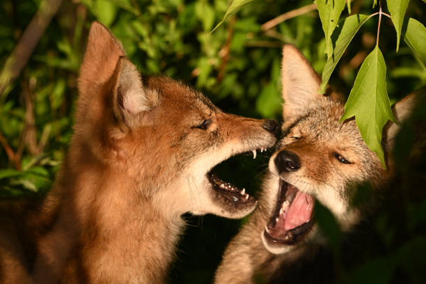 istock Urban Wildlife two cute Coyote pups playing 2156562728
