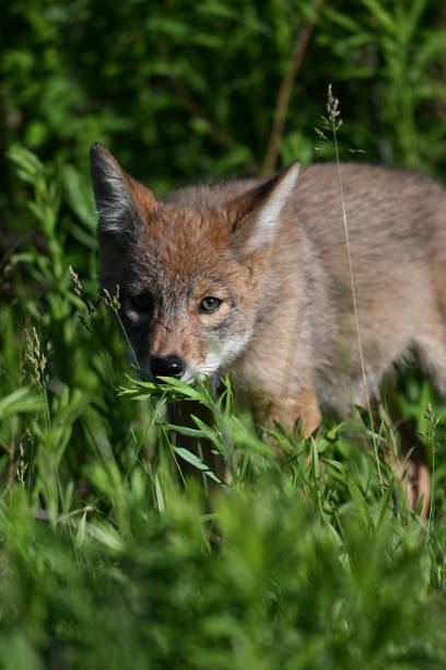 istock Urban Wildlife cute Coyote pups 2156562743