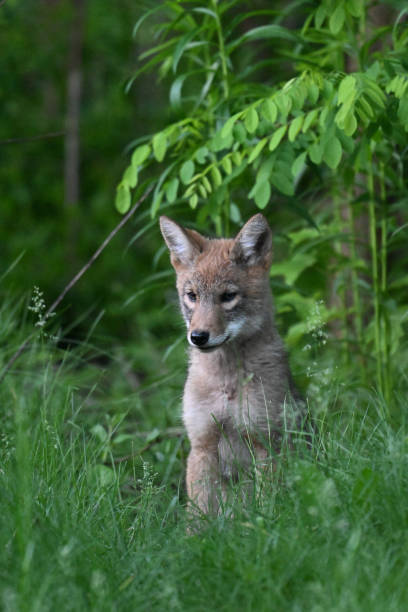 istock Urban Wildlife cute Coyote pups 2156562760