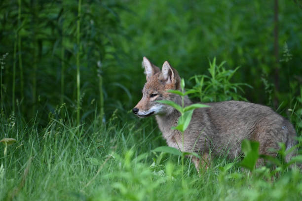 istock Urban Wildlife cute Coyote pups 2156562771
