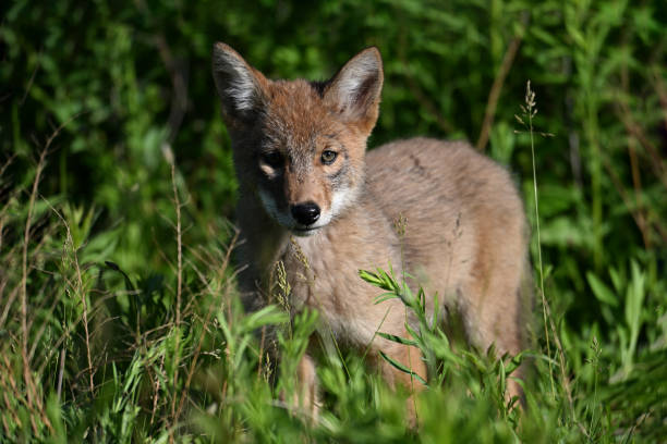 istock Urban Wildlife cute Coyote pups 2156562776